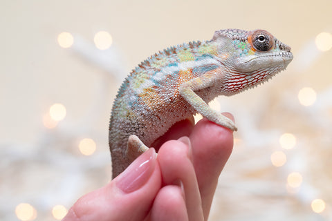 Holdbacks/Individuals: Ambilobe offspring from "Tequila Fiposahana" (AKA Tequila Sunrise) x "Biby" (AKA Bug) - Hatched Oct 2025 - Male #1