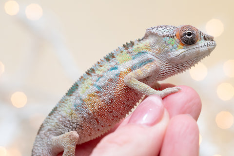 Holdbacks/Individuals: Ambilobe offspring from "Tequila Fiposahana" (AKA Tequila Sunrise) x "Biby" (AKA Bug) - Hatched Oct 2025 - Male #1