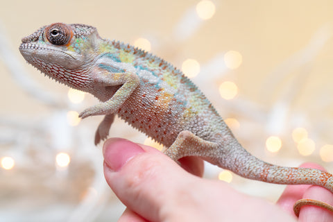 Holdbacks/Individuals: Ambilobe offspring from "Tequila Fiposahana" (AKA Tequila Sunrise) x "Biby" (AKA Bug) - Hatched Oct 2025 - Male #1