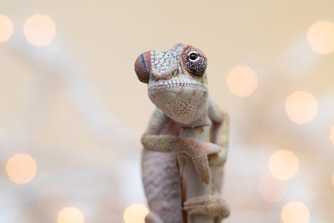 Holdbacks/Individuals: Ambilobe offspring from "Tequila Fiposahana" (AKA Tequila Sunrise) x "Biby" (AKA Bug) - Hatched Oct 2025 - Male #1