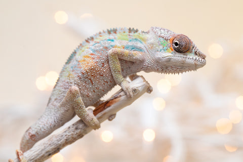 Holdbacks/Individuals: Ambilobe offspring from "Tequila Fiposahana" (AKA Tequila Sunrise) x "Biby" (AKA Bug) - Hatched Oct 2025 - Male #1