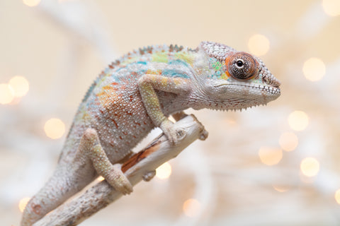 Holdbacks/Individuals: Ambilobe offspring from "Tequila Fiposahana" (AKA Tequila Sunrise) x "Biby" (AKA Bug) - Hatched Oct 2025 - Male #1