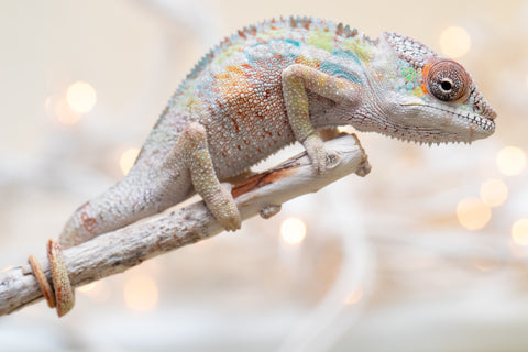 Holdbacks/Individuals: Ambilobe offspring from "Tequila Fiposahana" (AKA Tequila Sunrise) x "Biby" (AKA Bug) - Hatched Oct 2025 - Male #1