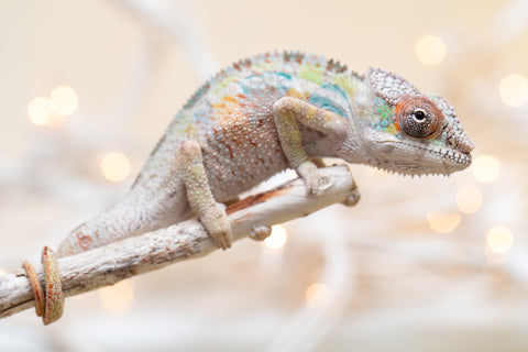 Holdbacks/Individuals: Ambilobe offspring from "Tequila Fiposahana" (AKA Tequila Sunrise) x "Biby" (AKA Bug) - Hatched Oct 2025 - Male #1