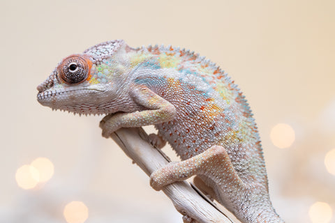 Holdbacks/Individuals: Ambilobe offspring from "Tequila Fiposahana" (AKA Tequila Sunrise) x "Biby" (AKA Bug) - Hatched Oct 2025 - Male #1