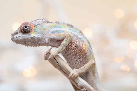 Holdbacks/Individuals: Ambilobe offspring from "Tequila Fiposahana" (AKA Tequila Sunrise) x "Biby" (AKA Bug) - Hatched Oct 2025 - Male #1