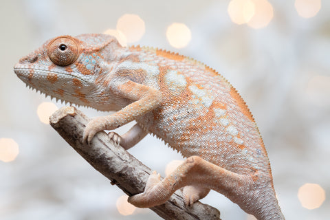 Holdbacks/Individuals: Ambilobe Offspring From "Tequila Fiposahana" (AKA Tequila Sunrise) x "Biby" (AKA Bug) - Hatched Dec 2025 - Jan 2026 - Female #1