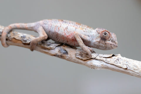 Holdbacks/Individuals: First Ever Ambilobe offspring from "Tequila Fiposahana" (AKA Tequila Sunrise) x "Hafahafa-alkola" (AKA Strange Brew) - Hatched May 2025 - Male #2
