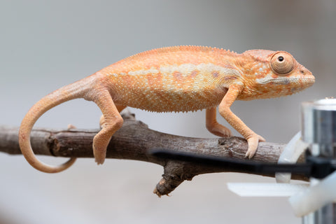 Holdbacks/Individuals: First Ever Ambilobe offspring from "Tequila Fiposahana" (AKA Tequila Sunrise) x "Hafahafa-alkola" (AKA Strange Brew) - Hatched May 2025 - Female #1