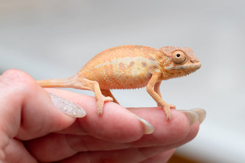 Holdbacks/Individuals: First Ever Ambilobe offspring from "Tequila Fiposahana" (AKA Tequila Sunrise) x "Hafahafa-alkola" (AKA Strange Brew) - Hatched May 2025 - Female #1