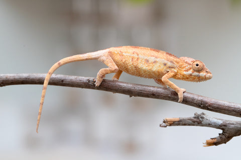 Holdbacks/Individuals: First Ever Ambilobe offspring from "Tequila Fiposahana" (AKA Tequila Sunrise) x "Hafahafa-alkola" (AKA Strange Brew) - Hatched May 2025 - Female #1