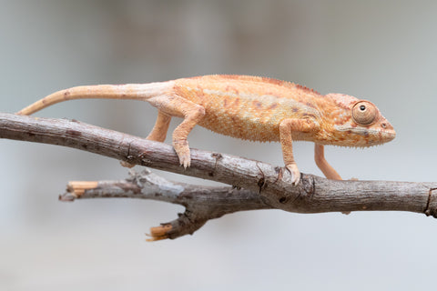 Holdbacks/Individuals: First Ever Ambilobe offspring from "Tequila Fiposahana" (AKA Tequila Sunrise) x "Hafahafa-alkola" (AKA Strange Brew) - Hatched May 2025 - Female #1