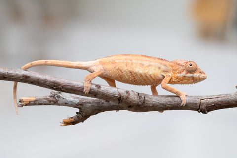 Holdbacks/Individuals: First Ever Ambilobe offspring from "Tequila Fiposahana" (AKA Tequila Sunrise) x "Hafahafa-alkola" (AKA Strange Brew) - Hatched May 2025 - Female #1
