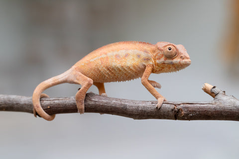 Holdbacks/Individuals: First Ever Ambilobe offspring from "Tequila Fiposahana" (AKA Tequila Sunrise) x "Hafahafa-alkola" (AKA Strange Brew) - Hatched May 2025 - Female #1