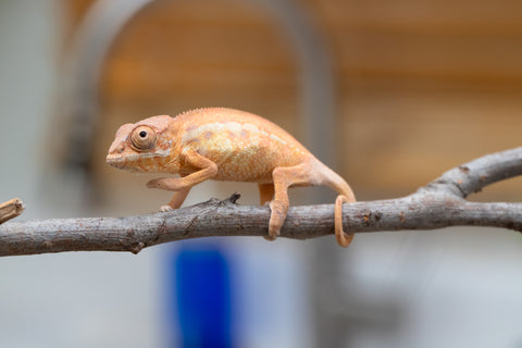 Holdbacks/Individuals: First Ever Ambilobe offspring from "Tequila Fiposahana" (AKA Tequila Sunrise) x "Hafahafa-alkola" (AKA Strange Brew) - Hatched May 2025 - Female #1