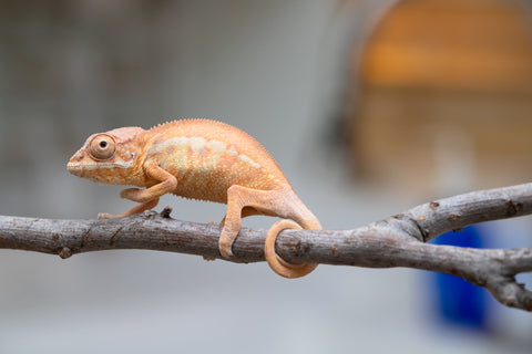Holdbacks/Individuals: First Ever Ambilobe offspring from "Tequila Fiposahana" (AKA Tequila Sunrise) x "Hafahafa-alkola" (AKA Strange Brew) - Hatched May 2025 - Female #1