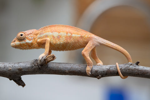 Holdbacks/Individuals: First Ever Ambilobe offspring from "Tequila Fiposahana" (AKA Tequila Sunrise) x "Hafahafa-alkola" (AKA Strange Brew) - Hatched May 2025 - Female #1