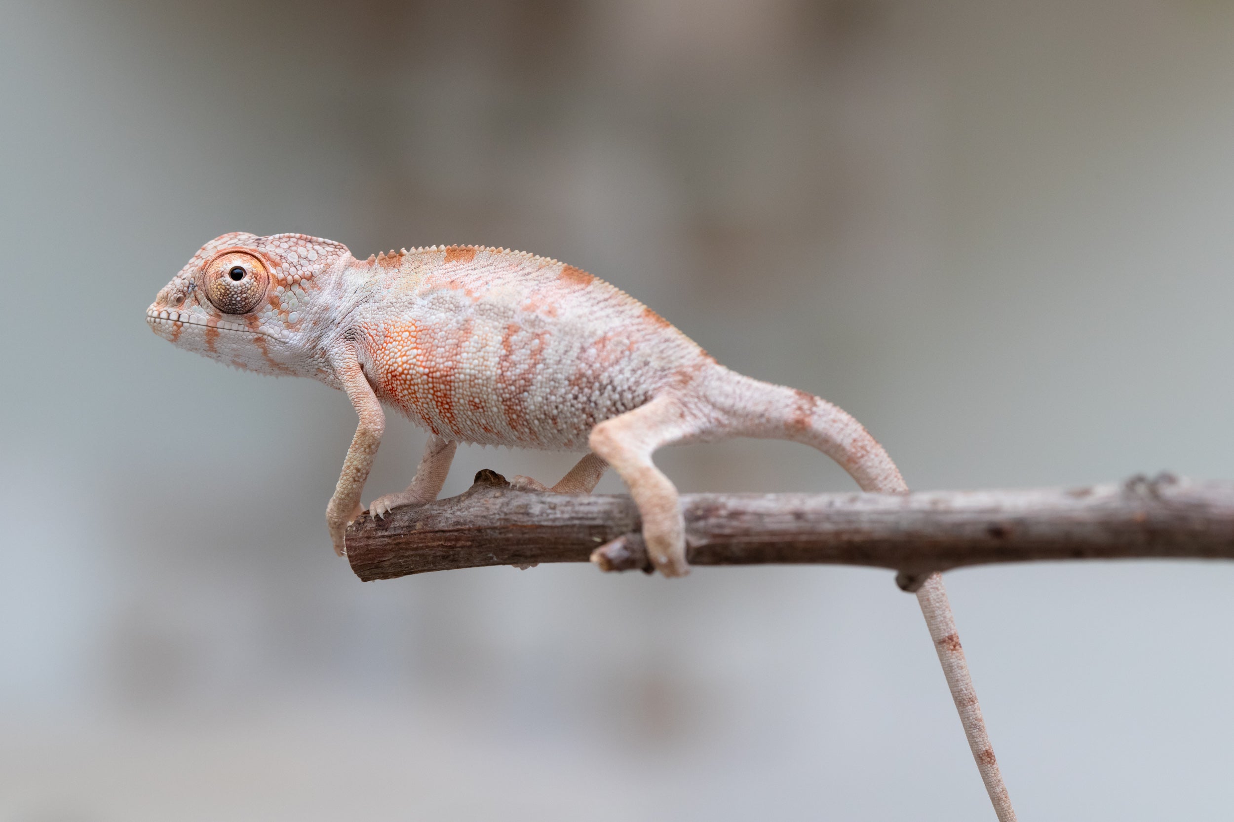 Holdbacks/Individuals: First Ever Ambilobe offspring from