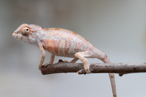 Holdbacks/Individuals: First Ever Ambilobe offspring from "Tequila Fiposahana" (AKA Tequila Sunrise) x "Hafahafa-alkola" (AKA Strange Brew) - Hatched May 2025 - Male #1