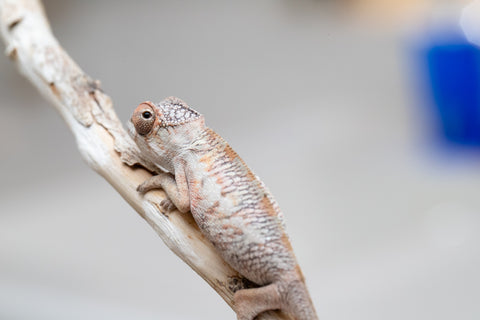 Holdbacks/Individuals: First Ever Ambilobe offspring from "Tequila Fiposahana" (AKA Tequila Sunrise) x "Hafahafa-alkola" (AKA Strange Brew) - Hatched May 2025 - Male #2