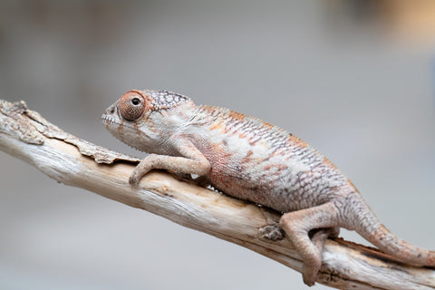 Holdbacks/Individuals: First Ever Ambilobe offspring from "Tequila Fiposahana" (AKA Tequila Sunrise) x "Hafahafa-alkola" (AKA Strange Brew) - Hatched May 2025 - Male #2