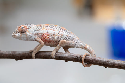 Holdbacks/Individuals: First Ever Ambilobe offspring from "Tequila Fiposahana" (AKA Tequila Sunrise) x "Hafahafa-alkola" (AKA Strange Brew) - Hatched May 2025 - Male #2