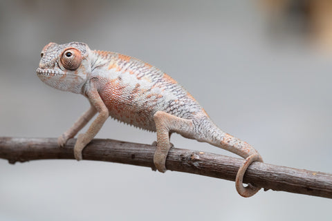 Holdbacks/Individuals: First Ever Ambilobe offspring from "Tequila Fiposahana" (AKA Tequila Sunrise) x "Hafahafa-alkola" (AKA Strange Brew) - Hatched May 2025 - Male #2