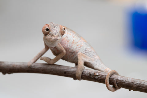 Holdbacks/Individuals: First Ever Ambilobe offspring from "Tequila Fiposahana" (AKA Tequila Sunrise) x "Hafahafa-alkola" (AKA Strange Brew) - Hatched May 2025 - Male #2