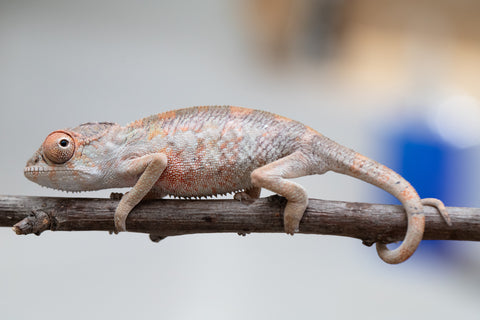 Holdbacks/Individuals: First Ever Ambilobe offspring from "Tequila Fiposahana" (AKA Tequila Sunrise) x "Hafahafa-alkola" (AKA Strange Brew) - Hatched May 2025 - Male #2