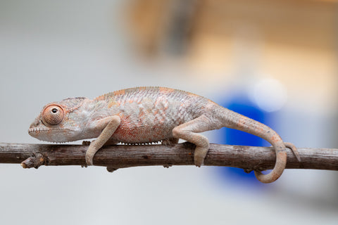 Holdbacks/Individuals: First Ever Ambilobe offspring from "Tequila Fiposahana" (AKA Tequila Sunrise) x "Hafahafa-alkola" (AKA Strange Brew) - Hatched May 2025 - Male #2