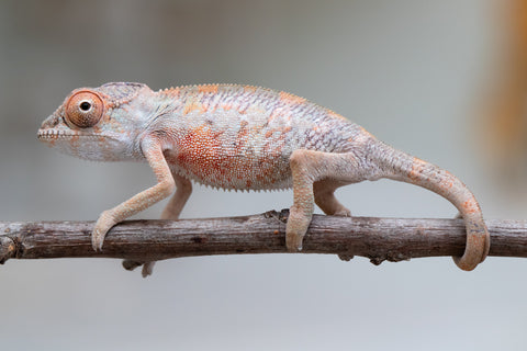 Holdbacks/Individuals: First Ever Ambilobe offspring from "Tequila Fiposahana" (AKA Tequila Sunrise) x "Hafahafa-alkola" (AKA Strange Brew) - Hatched May 2025 - Male #2