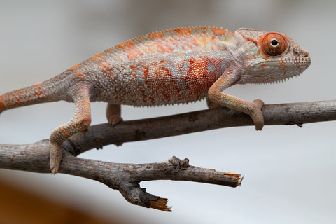 Holdbacks/Individuals: First Ever Ambilobe offspring from "Tequila Fiposahana" (AKA Tequila Sunrise) x "Hafahafa-alkola" (AKA Strange Brew) - Hatched May 2025 - Male #3