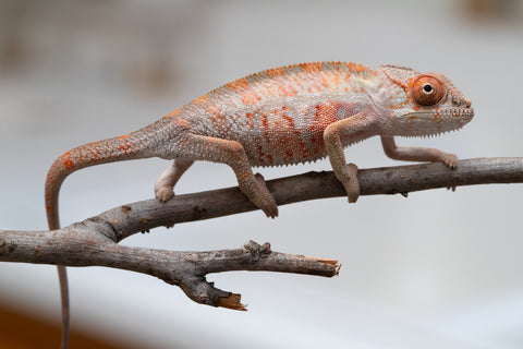 Holdbacks/Individuals: First Ever Ambilobe offspring from "Tequila Fiposahana" (AKA Tequila Sunrise) x "Hafahafa-alkola" (AKA Strange Brew) - Hatched May 2025 - Male #3