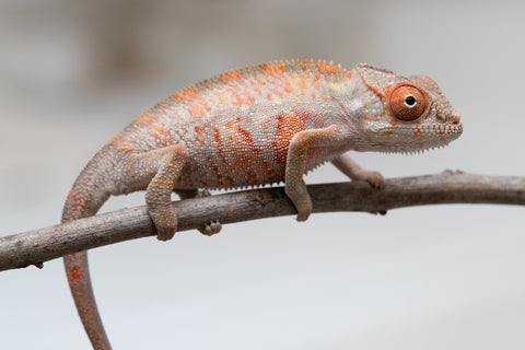Holdbacks/Individuals: First Ever Ambilobe offspring from "Tequila Fiposahana" (AKA Tequila Sunrise) x "Hafahafa-alkola" (AKA Strange Brew) - Hatched May 2025 - Male #3