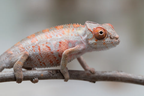 Holdbacks/Individuals: First Ever Ambilobe offspring from "Tequila Fiposahana" (AKA Tequila Sunrise) x "Hafahafa-alkola" (AKA Strange Brew) - Hatched May 2025 - Male #3