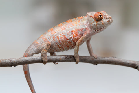 Holdbacks/Individuals: First Ever Ambilobe offspring from "Tequila Fiposahana" (AKA Tequila Sunrise) x "Hafahafa-alkola" (AKA Strange Brew) - Hatched May 2025 - Male #3