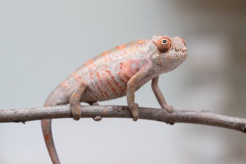 Holdbacks/Individuals: First Ever Ambilobe offspring from "Tequila Fiposahana" (AKA Tequila Sunrise) x "Hafahafa-alkola" (AKA Strange Brew) - Hatched May 2025 - Male #3