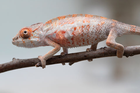 Holdbacks/Individuals: First Ever Ambilobe offspring from "Tequila Fiposahana" (AKA Tequila Sunrise) x "Hafahafa-alkola" (AKA Strange Brew) - Hatched May 2025 - Male #3