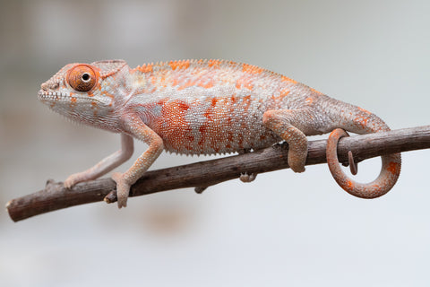 Holdbacks/Individuals: First Ever Ambilobe offspring from "Tequila Fiposahana" (AKA Tequila Sunrise) x "Hafahafa-alkola" (AKA Strange Brew) - Hatched May 2025 - Male #3
