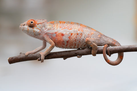 Holdbacks/Individuals: First Ever Ambilobe offspring from "Tequila Fiposahana" (AKA Tequila Sunrise) x "Hafahafa-alkola" (AKA Strange Brew) - Hatched May 2025 - Male #3