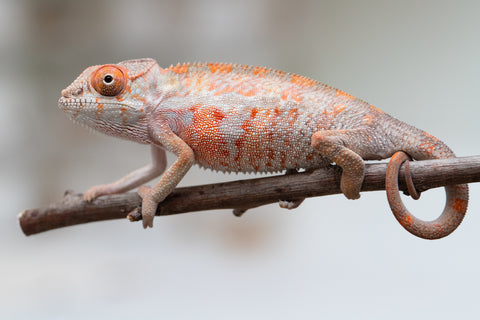 Holdbacks/Individuals: First Ever Ambilobe offspring from "Tequila Fiposahana" (AKA Tequila Sunrise) x "Hafahafa-alkola" (AKA Strange Brew) - Hatched May 2025 - Male #3