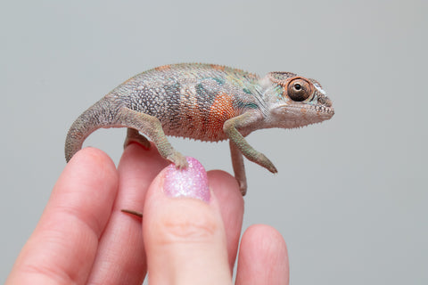 Holdbacks/Individuals: First Ever Ambilobe offspring from "Tequila Fiposahana" (AKA Tequila Sunrise) x "Hafahafa-alkola" (AKA Strange Brew) - Hatched May 2025 - Male #4