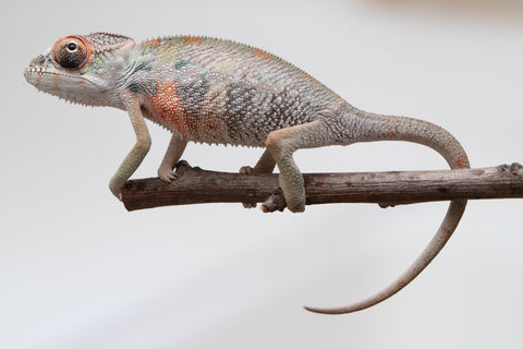 Holdbacks/Individuals: First Ever Ambilobe offspring from "Tequila Fiposahana" (AKA Tequila Sunrise) x "Hafahafa-alkola" (AKA Strange Brew) - Hatched May 2025 - Male #4