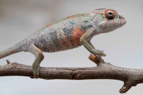 Holdbacks/Individuals: First Ever Ambilobe offspring from "Tequila Fiposahana" (AKA Tequila Sunrise) x "Hafahafa-alkola" (AKA Strange Brew) - Hatched May 2025 - Male #4