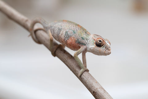 Holdbacks/Individuals: First Ever Ambilobe offspring from "Tequila Fiposahana" (AKA Tequila Sunrise) x "Hafahafa-alkola" (AKA Strange Brew) - Hatched May 2025 - Male #4