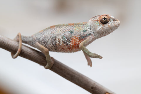 Holdbacks/Individuals: First Ever Ambilobe offspring from "Tequila Fiposahana" (AKA Tequila Sunrise) x "Hafahafa-alkola" (AKA Strange Brew) - Hatched May 2025 - Male #4