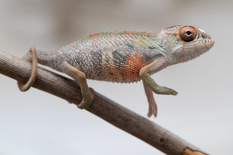 Holdbacks/Individuals: First Ever Ambilobe offspring from "Tequila Fiposahana" (AKA Tequila Sunrise) x "Hafahafa-alkola" (AKA Strange Brew) - Hatched May 2025 - Male #4