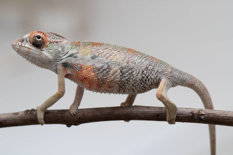 Holdbacks/Individuals: First Ever Ambilobe offspring from "Tequila Fiposahana" (AKA Tequila Sunrise) x "Hafahafa-alkola" (AKA Strange Brew) - Hatched May 2025 - Male #4