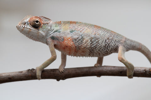 Holdbacks/Individuals: First Ever Ambilobe offspring from "Tequila Fiposahana" (AKA Tequila Sunrise) x "Hafahafa-alkola" (AKA Strange Brew) - Hatched May 2025 - Male #4