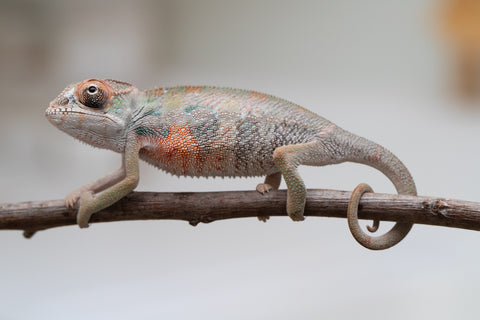 Holdbacks/Individuals: First Ever Ambilobe offspring from "Tequila Fiposahana" (AKA Tequila Sunrise) x "Hafahafa-alkola" (AKA Strange Brew) - Hatched May 2025 - Male #4